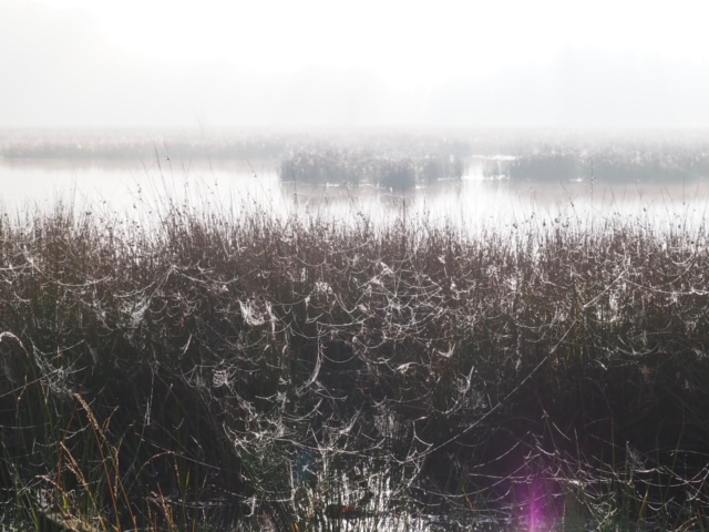 Zen.nl, Zen, meditatie, leren mediteren, foto, sesshin, wedstrijd, schoonheid, vergankelijkheid